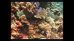 海洋生物