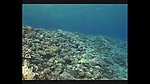 海洋生物