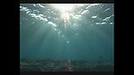 海洋生物