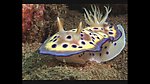 海洋生物