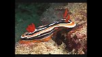 海洋生物