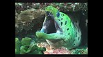 海洋生物