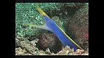 海洋生物