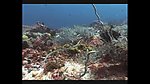 海洋生物