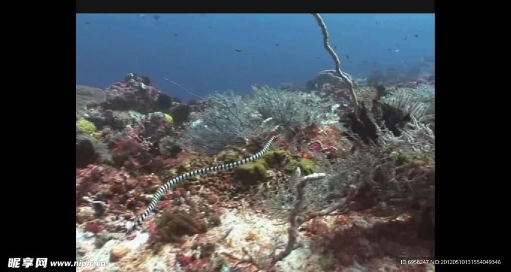 海洋生物