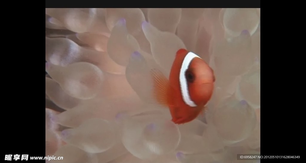 海洋生物