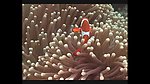 海洋生物