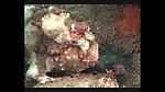 海洋生物