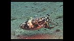 海洋生物