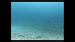 海洋生物