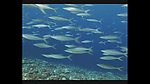 海洋生物