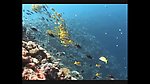 海洋生物