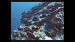 海洋生物