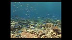 海洋生物