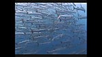 海洋生物