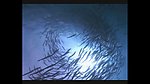 海洋生物