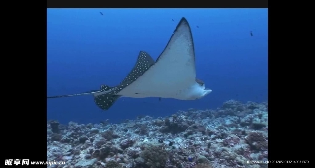 海洋生物