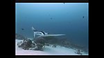 海洋生物