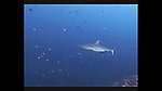 海洋生物