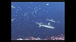 海洋生物