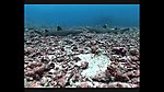 海洋生物