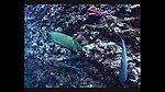 海洋生物