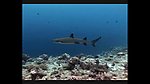 海洋生物