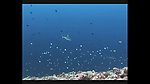 海洋生物