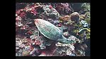海洋生物