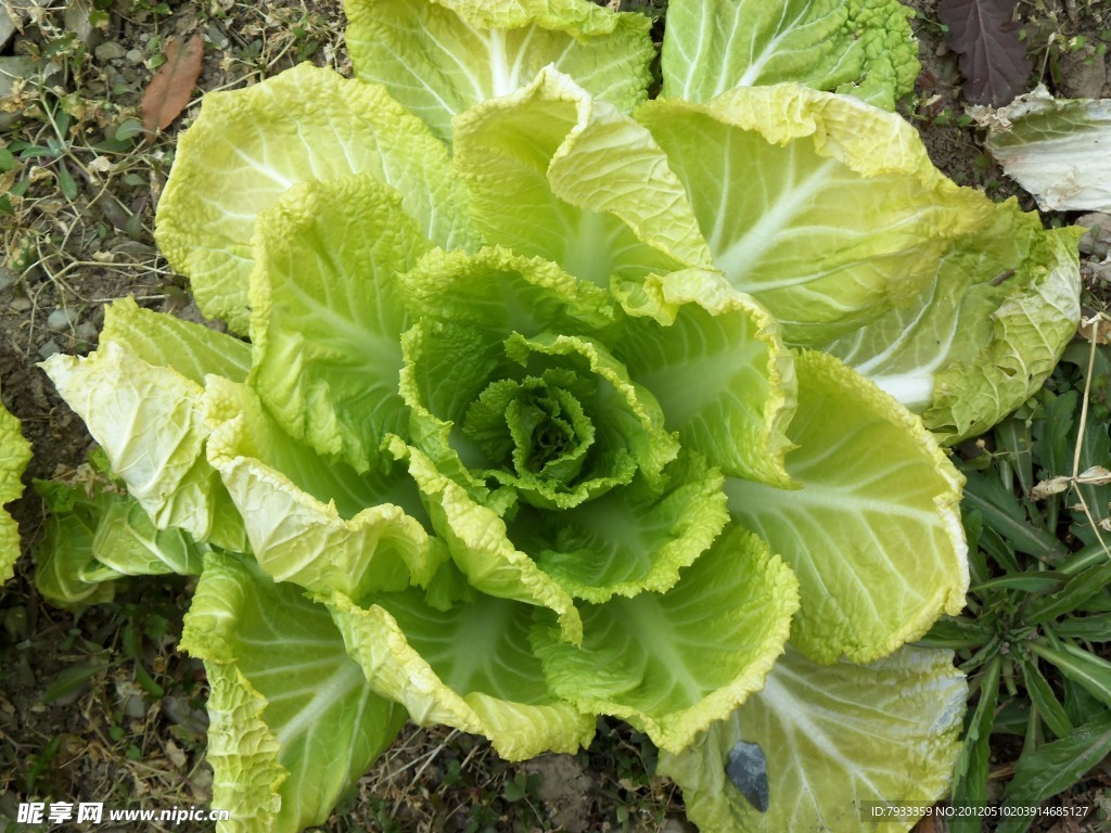 白菜