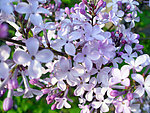 紫丁香花簇
