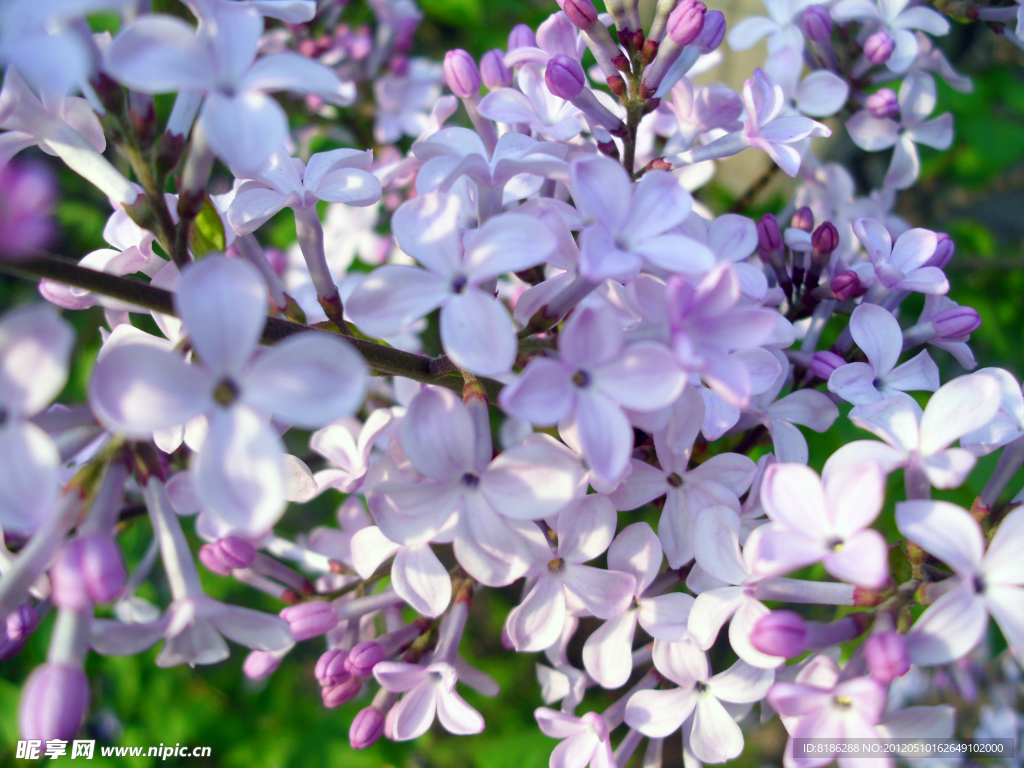 紫丁香花簇