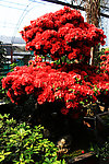 杜鹃花
