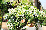 白花