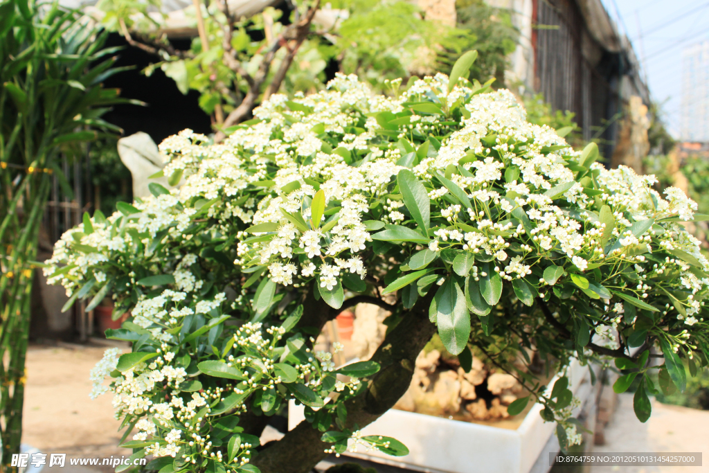 白花