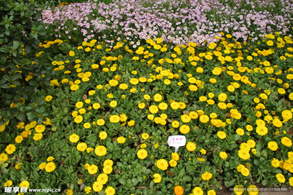 杭州西溪金盏菊