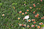 杭州西溪勋章菊