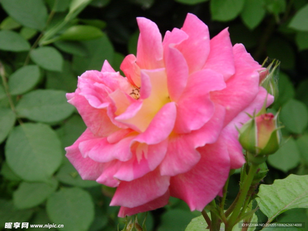 月季花