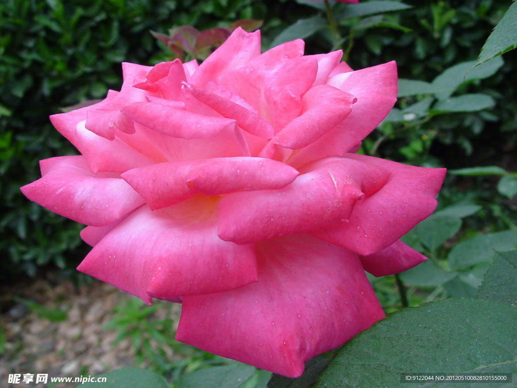 月季花