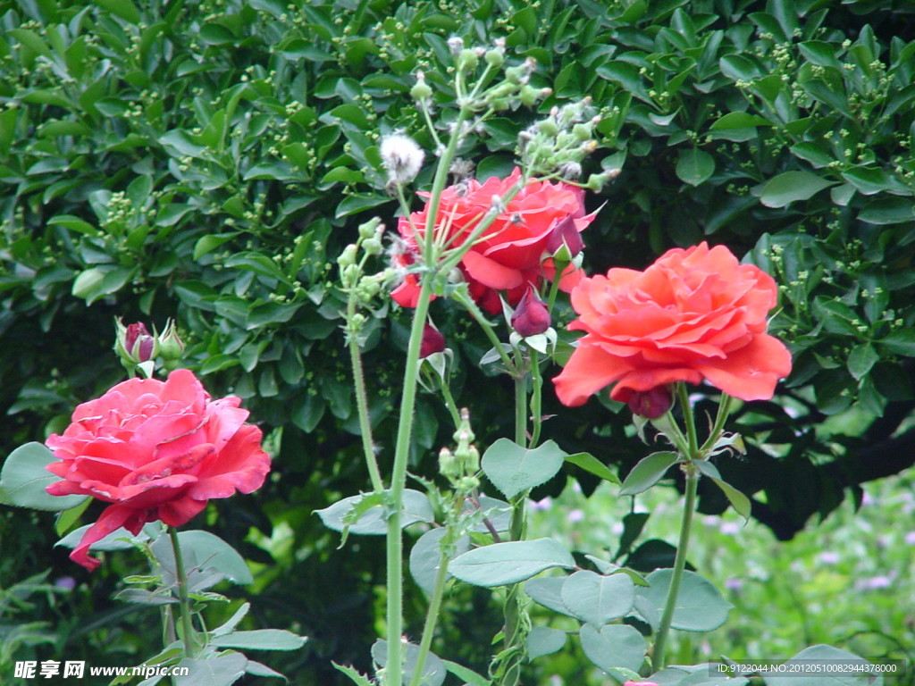 月季花