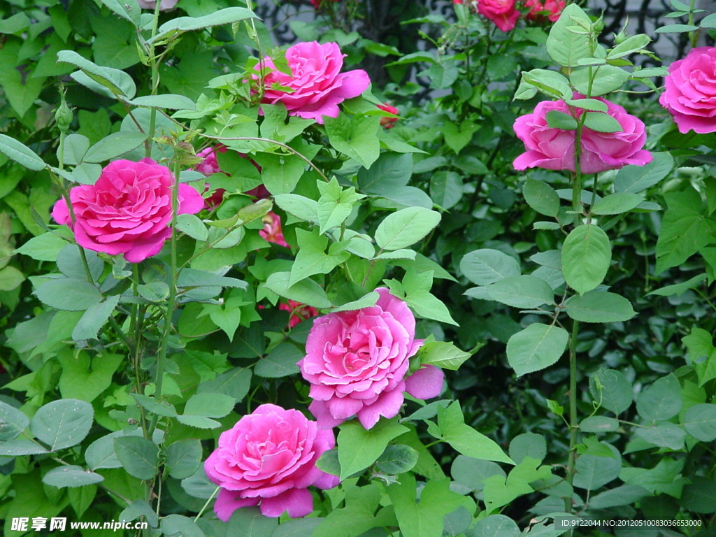 月季花