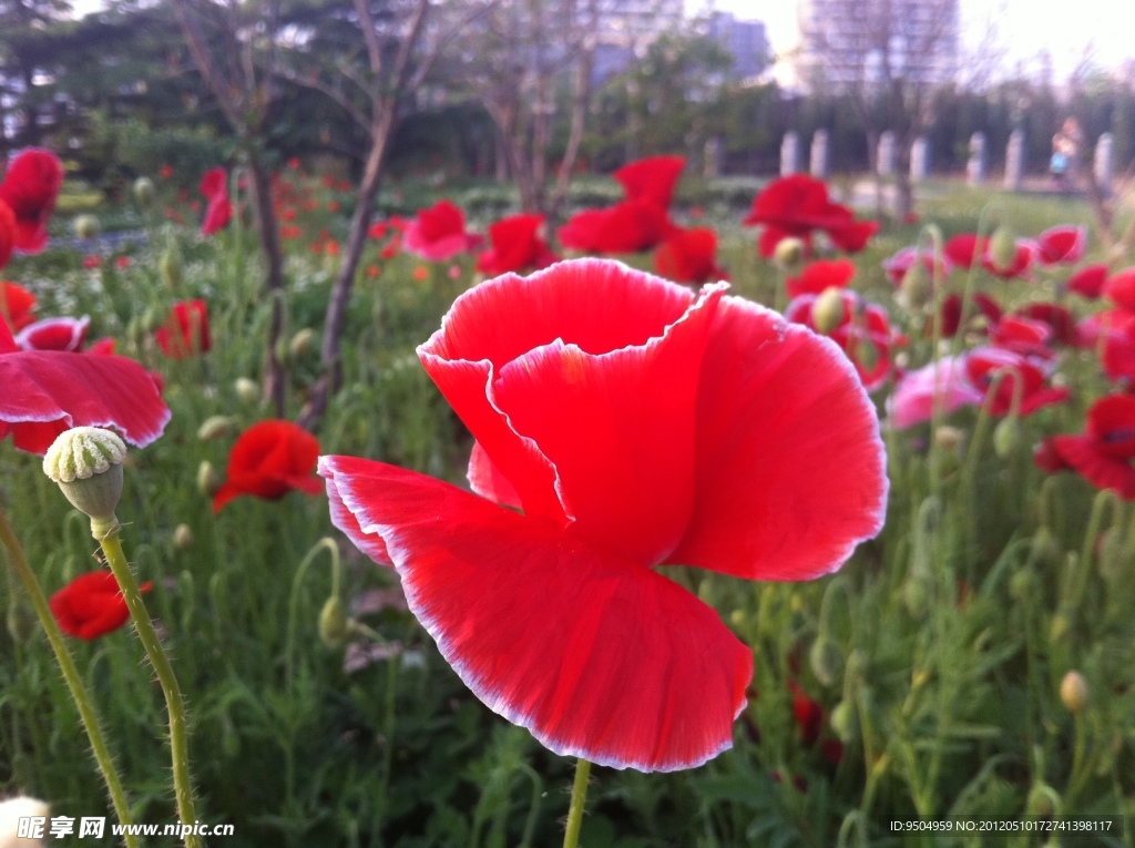 草丛里的红花
