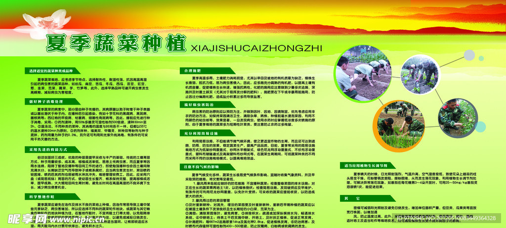 蔬菜种植