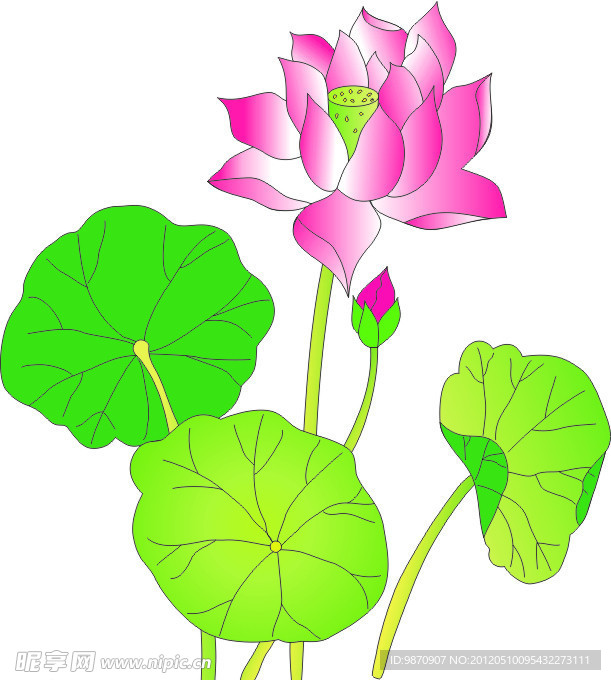 荷花