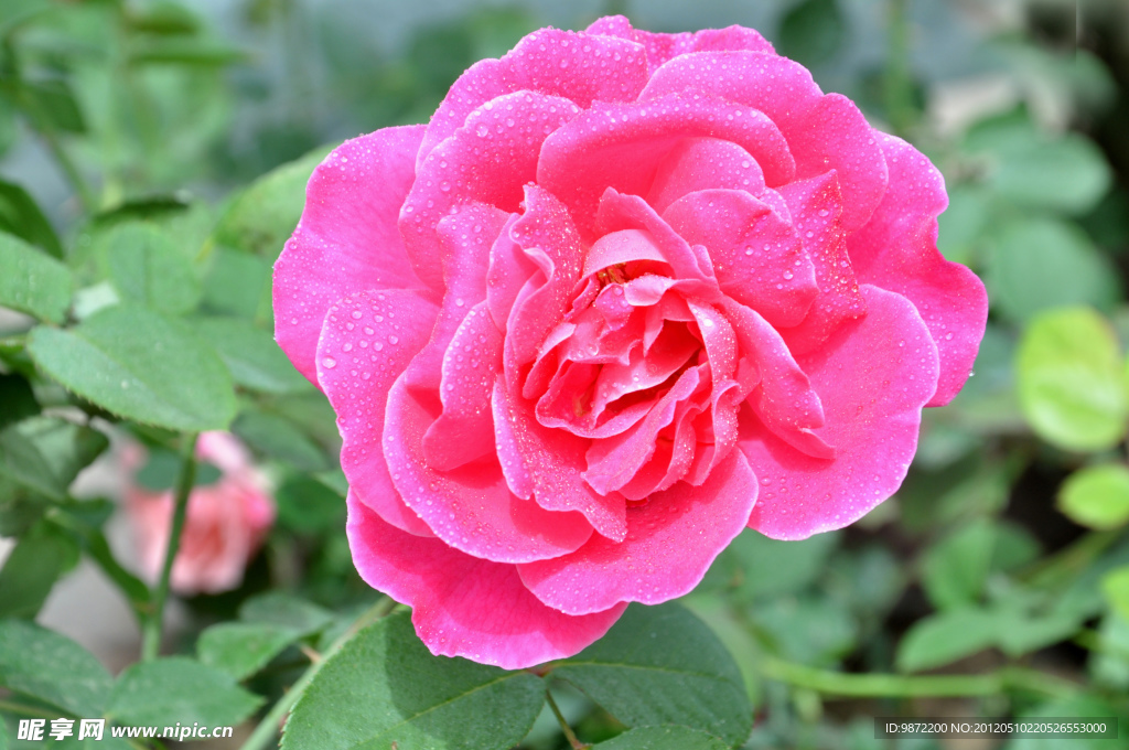 月季花