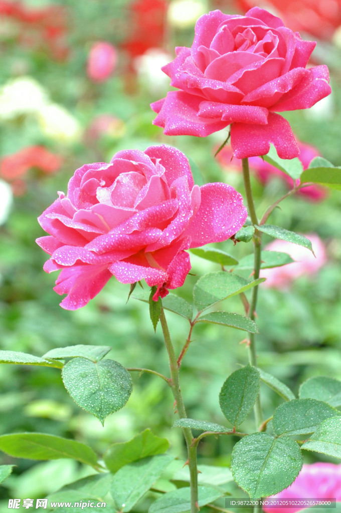 月季花