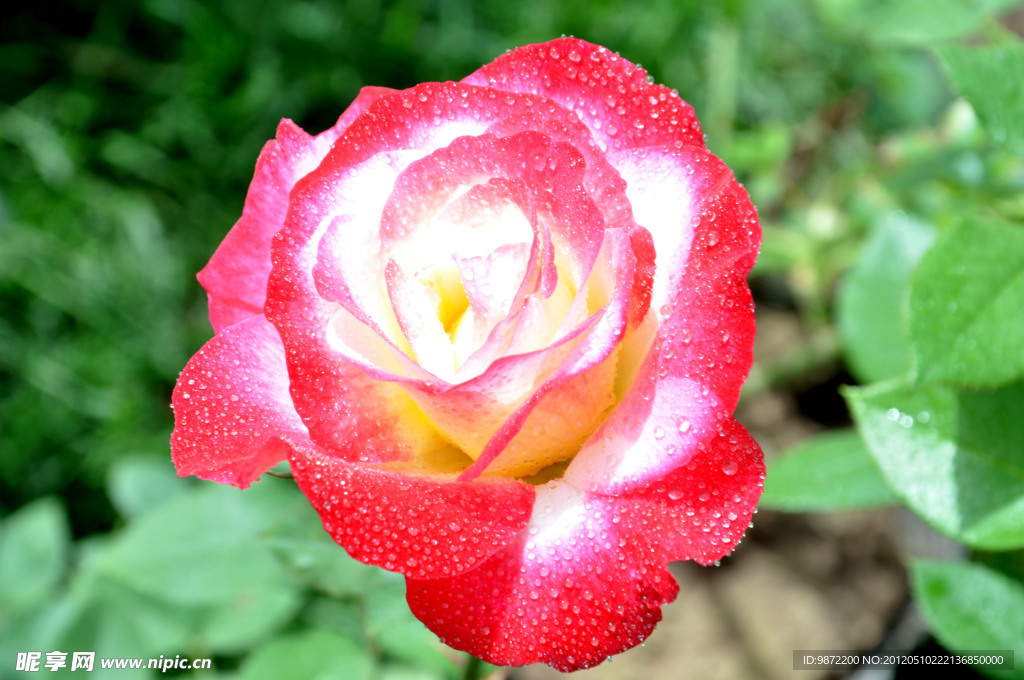 月季花