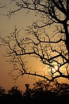 尼伯尔奇特旺国家公园日落