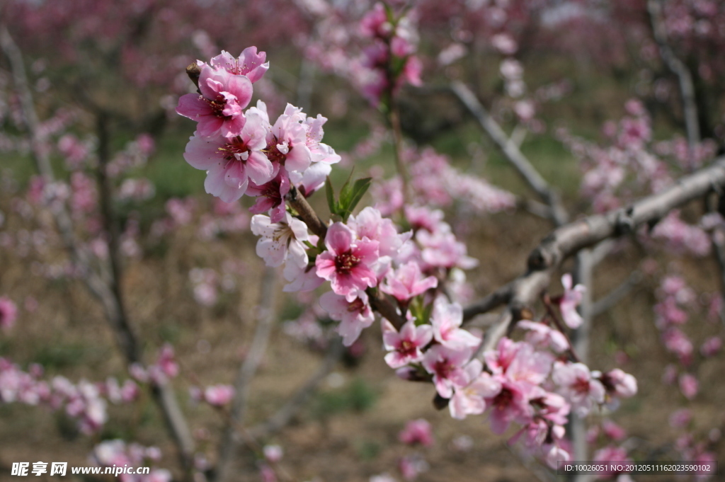 桃花
