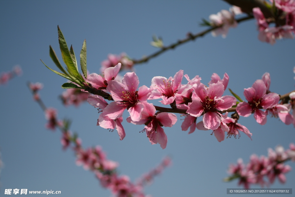 桃花